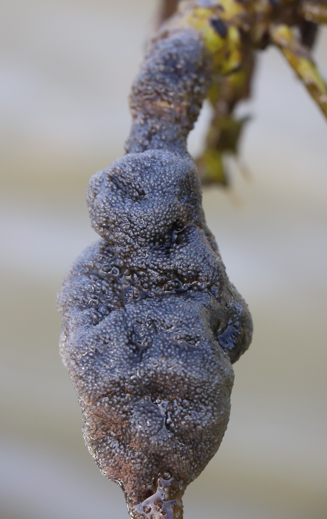 Plumatella fungosa (Pallas, 1768)