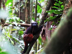 Saguinus weddelli weddelli