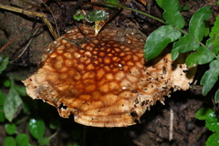 Echinoderma hemisclerum