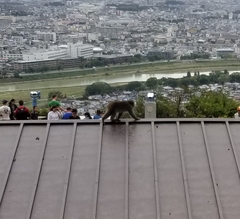 Macaca fuscata fuscata