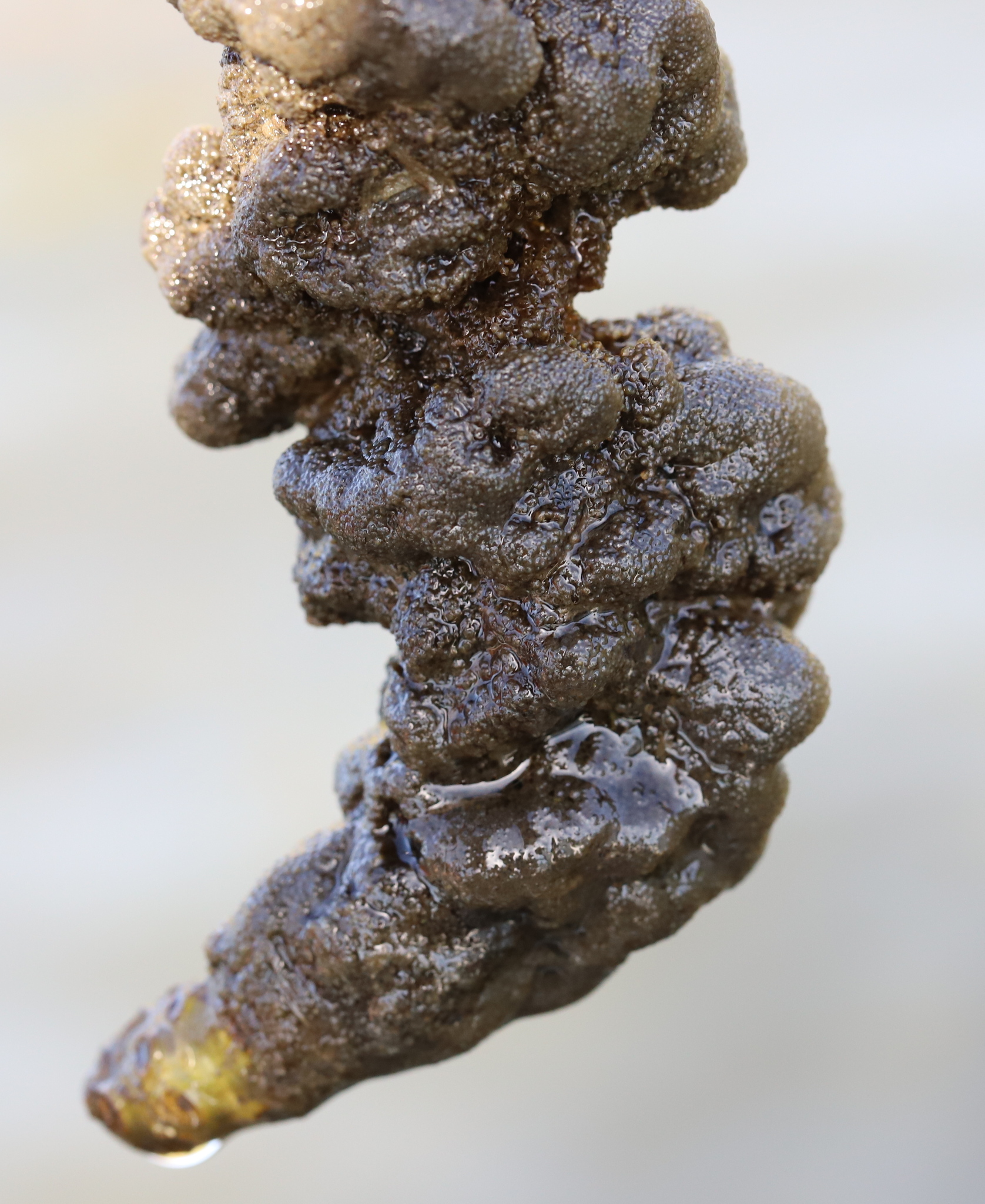 Plumatella fungosa (Pallas, 1768)