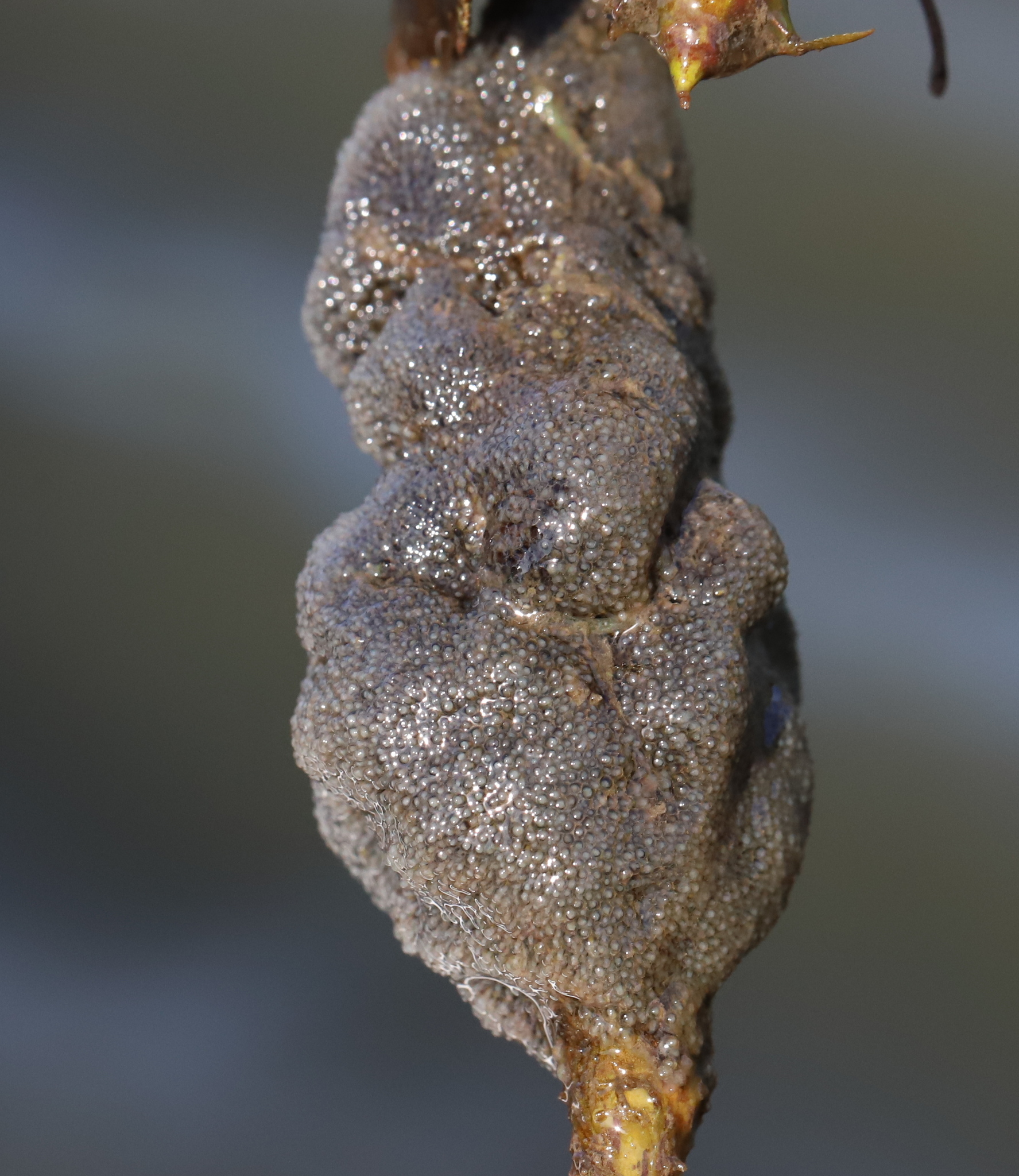 Plumatella fungosa (Pallas, 1768)