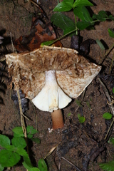 Echinoderma hemisclerum