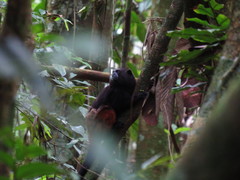 Saguinus weddelli weddelli