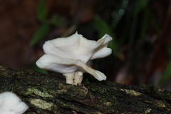 Phanerochaetaceae