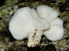 Phanerochaetaceae