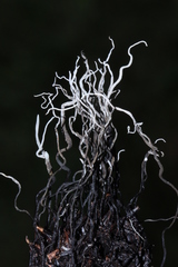 Xylaria liquidambar
