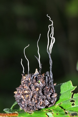 Xylaria liquidambar
