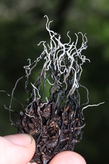 Xylaria liquidambar