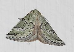 Tegiapa virescens