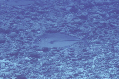 Bigeye Trevally