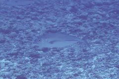 Bigeye Trevally
