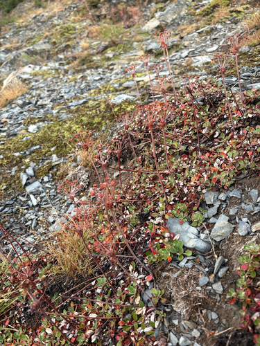 sulfur buckwheat