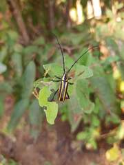 Sphaenothecus argenteus