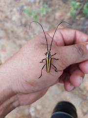 Sphaenothecus argenteus