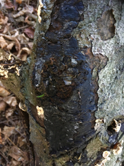 Biscogniauxia nummularia