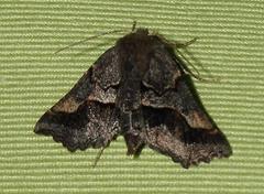 Drepanogynis sinuata