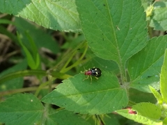 Gynandrobrotica lepida