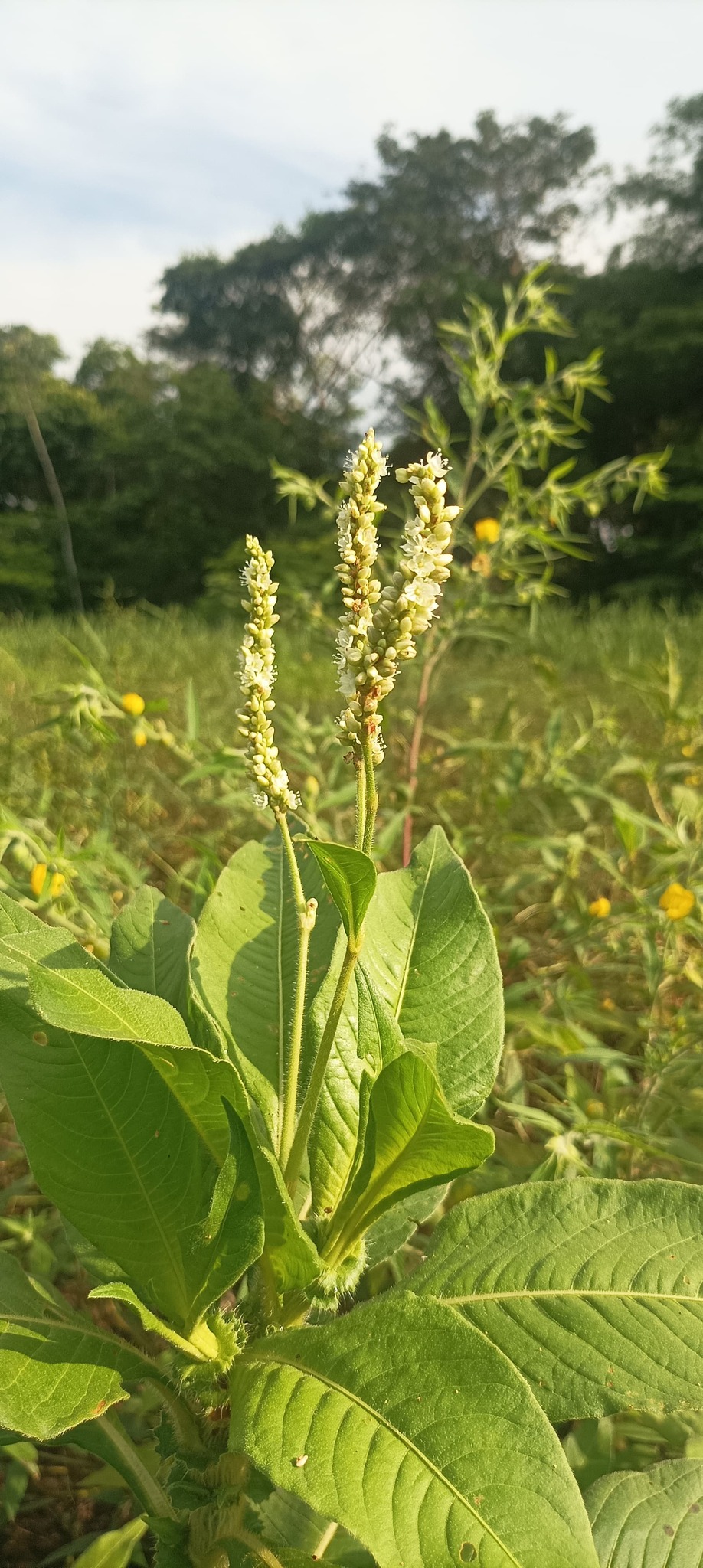Persicaria hispida