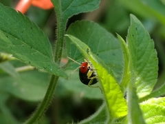 Gynandrobrotica lepida