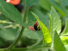 Gynandrobrotica lepida