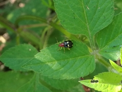 Gynandrobrotica lepida