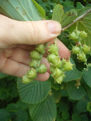 Corylopsis spicata