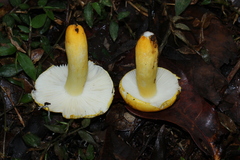 Russula flavida
