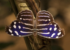 Myscelia cyaniris cyaniris