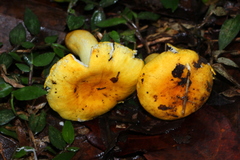 Russula flavida