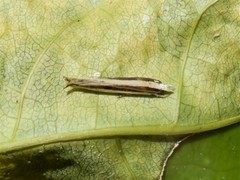 Erechthias stilbella