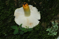 Russula flavida