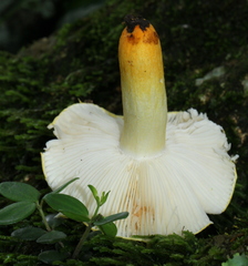 Russula flavida