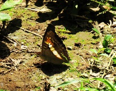 Doxocopa