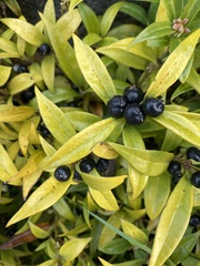 Sarcococca