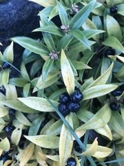 Sarcococca hookeriana