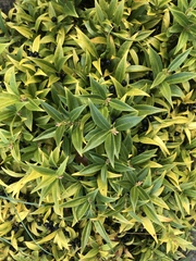 Sarcococca hookeriana
