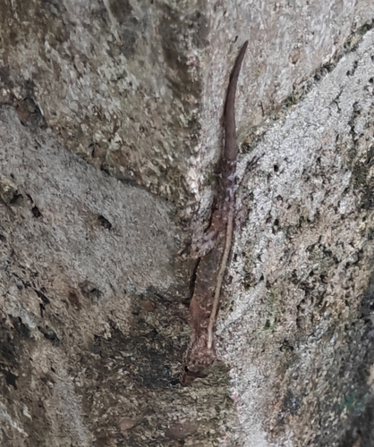 Rough-bellied Day Gecko, Cnemaspis tropidogaster