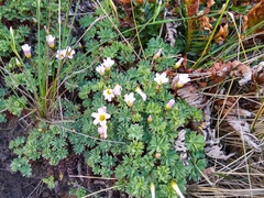Oxalis enneaphylla