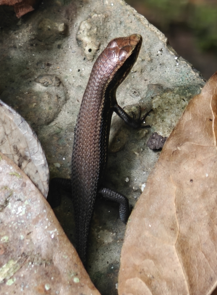 Deignan Tree Skink