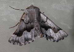 Drepanogynis figurata