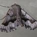 Axiodes figurata - Photo 由 Marion Maclean 所上傳的 (c) Marion Maclean，保留部份權利CC BY-NC