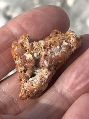 Petaloconchus varians