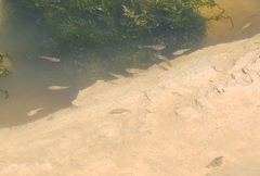 Aphaniops dispar