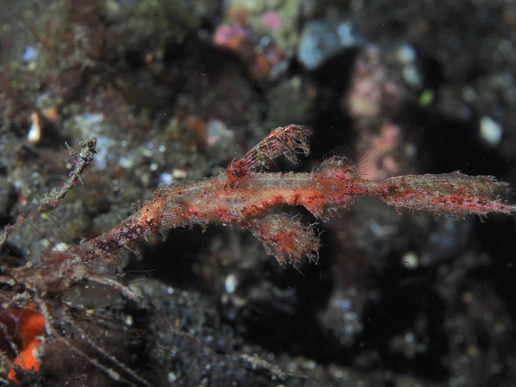 Solenostomus leptosoma (Solenostomus leptosoma)