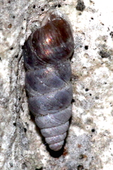 Chondrina