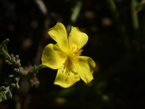 Fumana ericoides (Fumana ericoides)