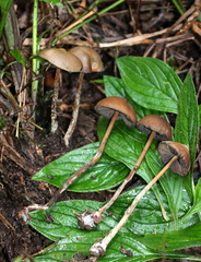 Psilocybe subtropicalis
