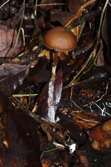 Psilocybe subtropicalis