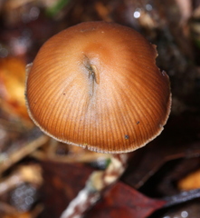 Psilocybe subtropicalis